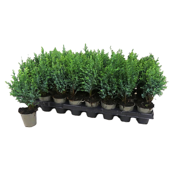 <h4>Chamaecyparis law. Ellwoodii 6Ø 20cm</h4>