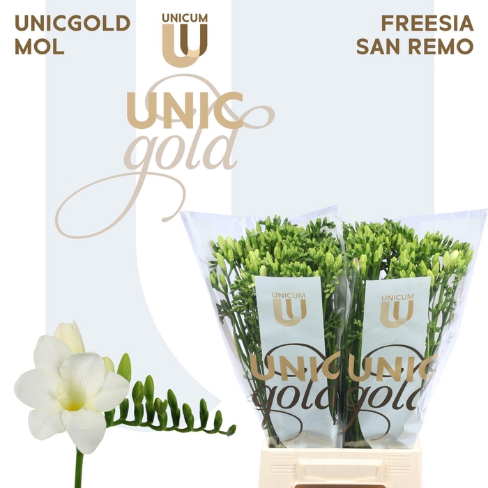 <h4>Freesia EN 'San Remo'</h4>