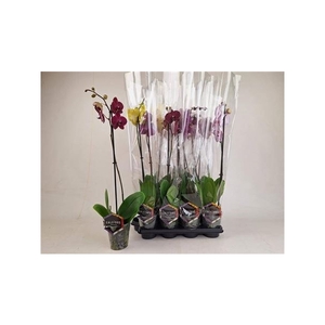 Phal Gem 1 Branche 6+