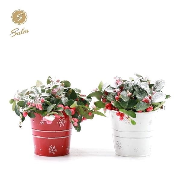 <h4>Gaultheria pr. 'Big Berry'® P10 in Zinc X-mas Duo + Snow</h4>