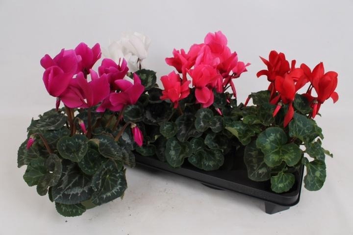 <h4>CYCL GR SUP MAMMOTH</h4>