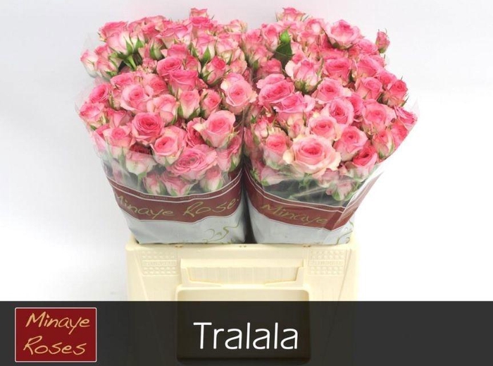 <h4>R TR TRALALA</h4>