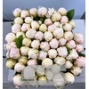 PAEONIA BOWL OF CREAM