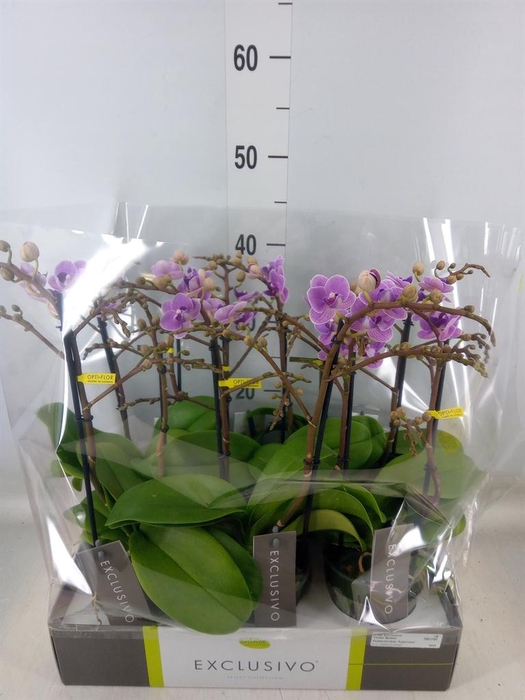 <h4>Phalaenopsis multi. 'Violet Queen'</h4>