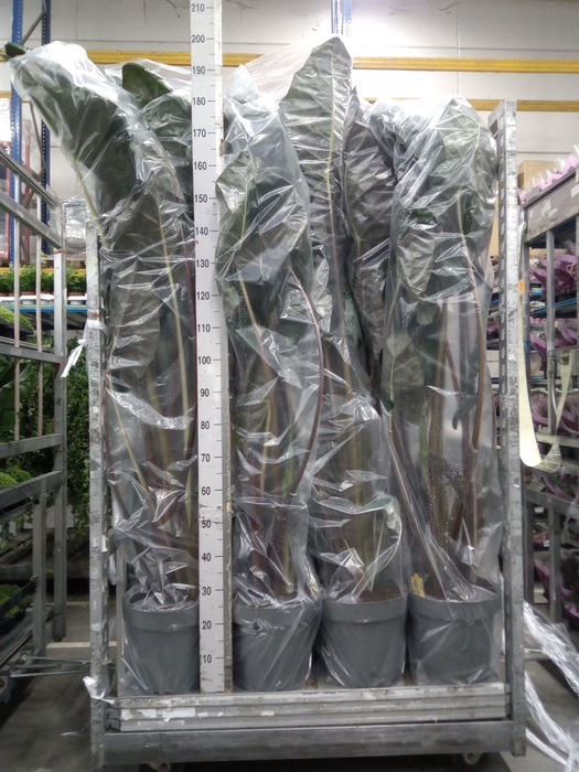 <h4>Alocasia saraw. 'Yucatan Princess'</h4>