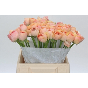 Ranunculus Clooney Gran Pastel