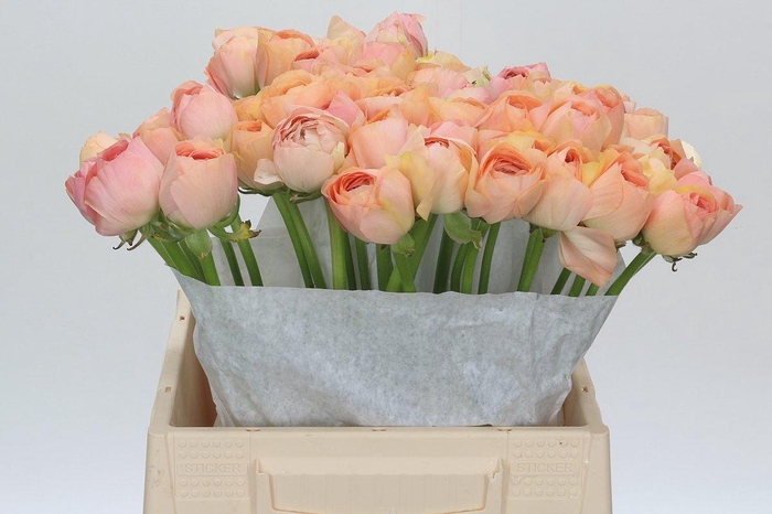 <h4>Ranunculus Clooney Gran Pastel</h4>