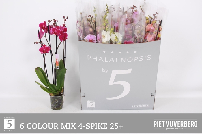 <h4>PHAL GEM 6 KL</h4>