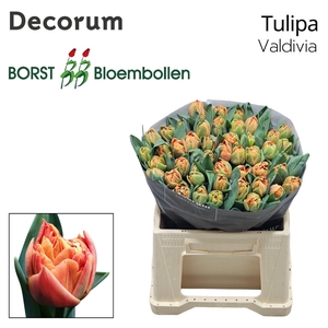 TU DU VALDIVIA