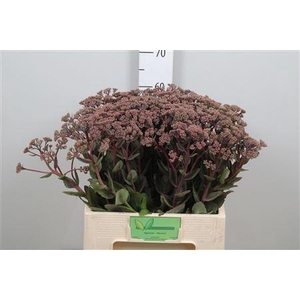 Sedum Matrona