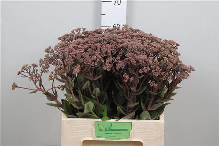 <h4>Sedum Matrona</h4>