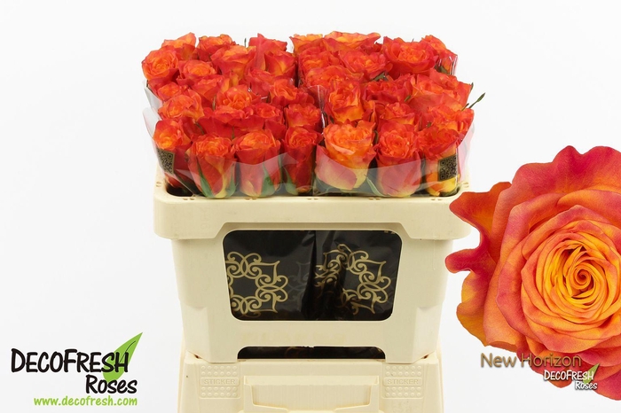 <h4>R Gr New horizon</h4>