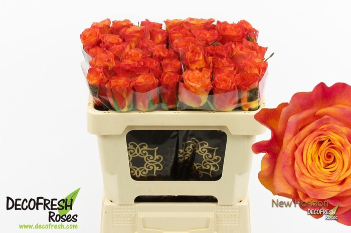 <h4>R Gr New horizon</h4>