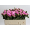 Paeonia Dr A Fleming