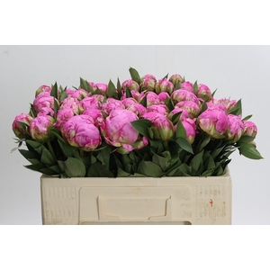 Paeonia Dr Alexander Fleming