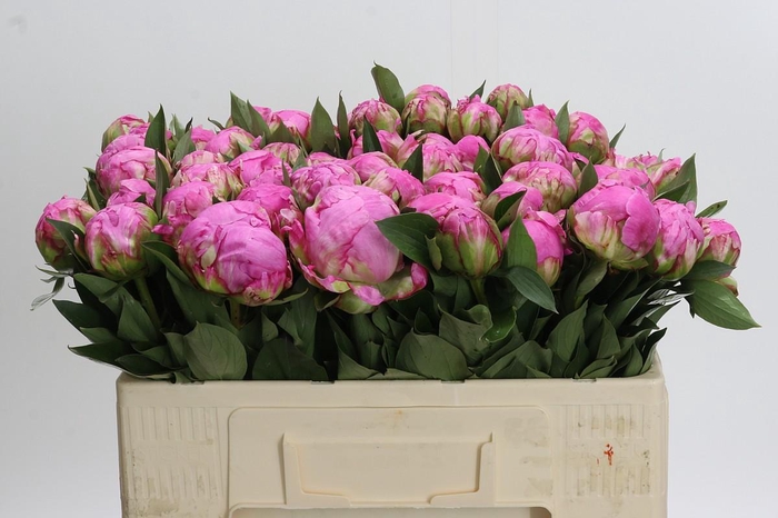 <h4>Paeonia Dr Alexander Fleming</h4>