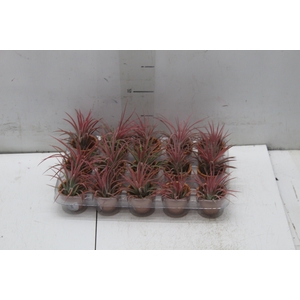 BROMELIA TILLANDSIA IONANTHA VB P05
