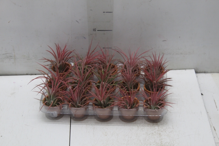 <h4>BROMELIA TILLANDSIA IONANTHA VB P05</h4>