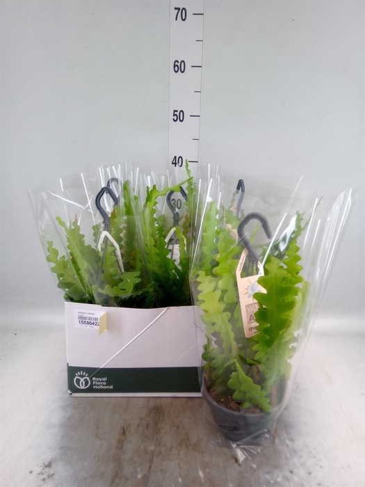 <h4>Epiphyllum anguliger</h4>