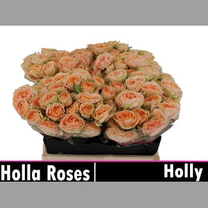 R TR HOLLY