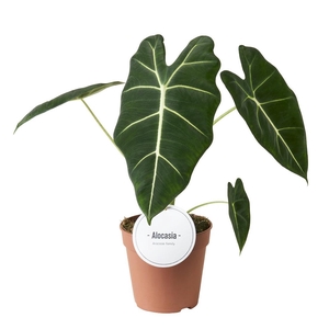 Alocasia Frydek