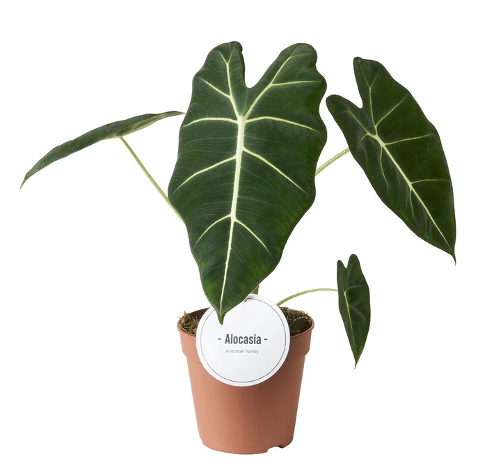 <h4>Alocasia Frydek</h4>