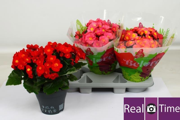 <h4>BEG HL BELOVE GEM</h4>