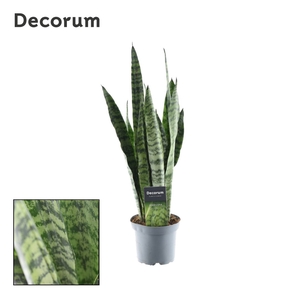 Sansevieria Zeylanica (8+ blad) (Decorum)