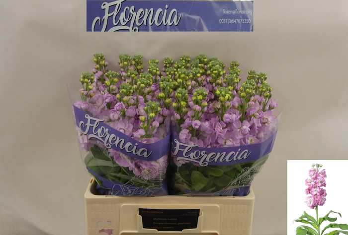 <h4>MATTH MATHILDA PINK</h4>