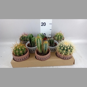 Cactus   ...