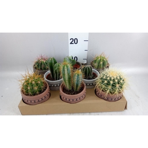 Cactus   ...