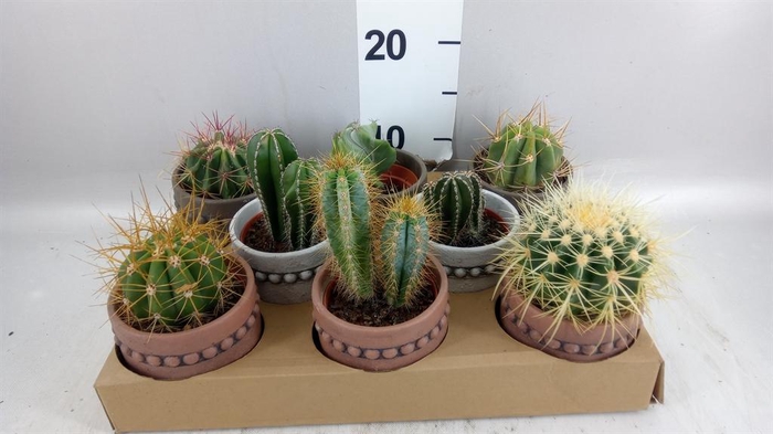 <h4>Cactus   ...</h4>