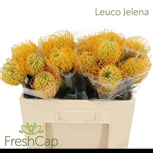 LEUCO JELENA