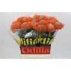 Nutans Ayoba Orange