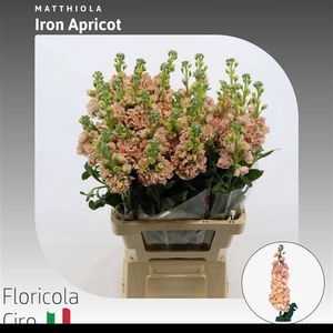 MATTH IRON APRICOT