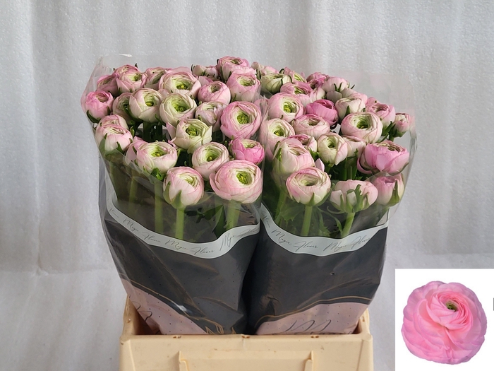 <h4>RAN SU CONFETTO</h4>