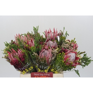 BQ Protea Cynaroides SFB