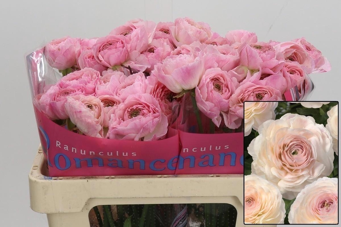 <h4>RAN ROMANCE MARITIME 30 GR.</h4>