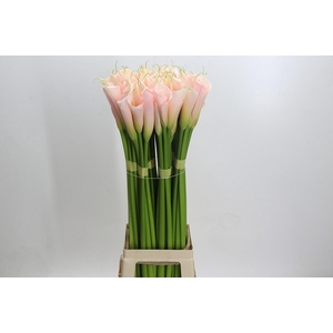 Zantedeschia Eydolls Salmon