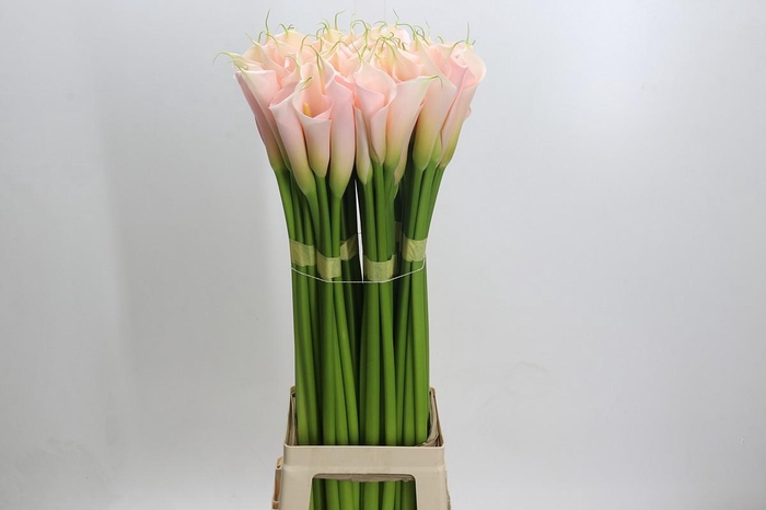 <h4>Zantedeschia Eydolls Salmon</h4>