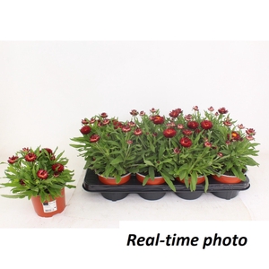 Bracteanta Red