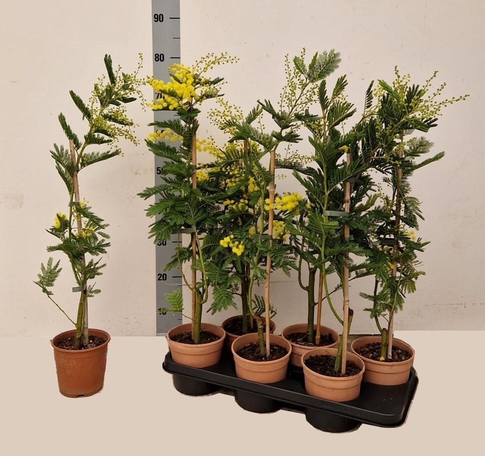 <h4>ACACIA PARADOXA</h4>