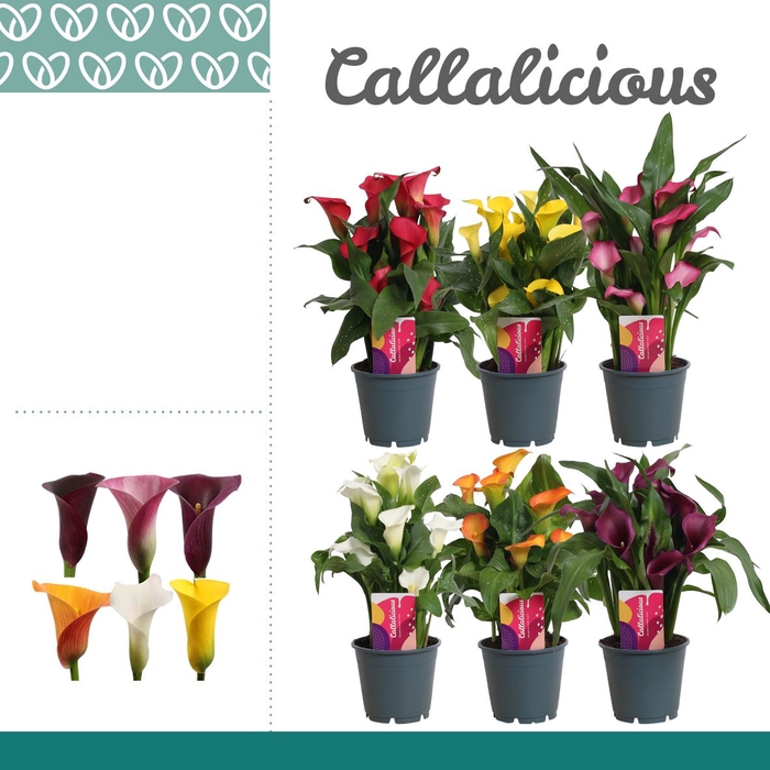 <h4>Zantedeschia   ...mix</h4>
