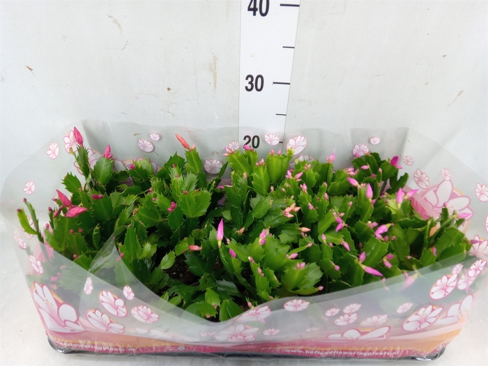 <h4>Schlumbergera   ...mix 3</h4>