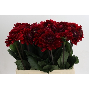 Dahlia (Decorative Grp) 'Red Runner'