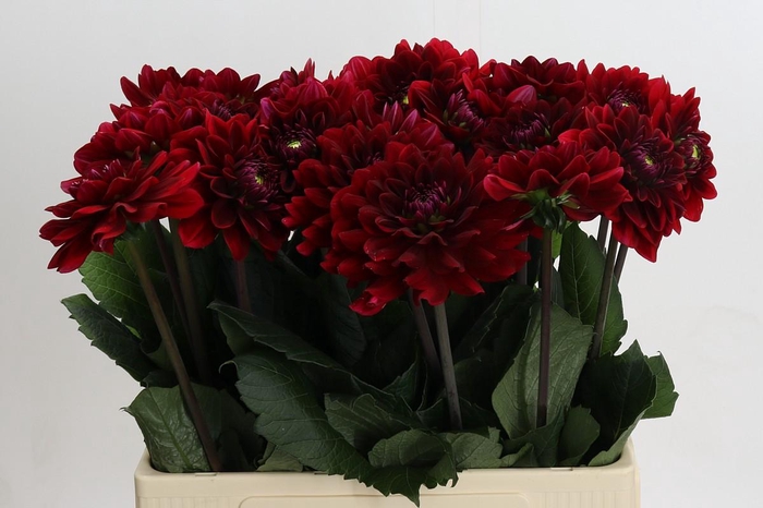 <h4>Dahlia (Decorative Grp) 'Red Runner'</h4>