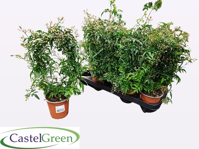 <h4>JASM POLYANTHUM WIT</h4>