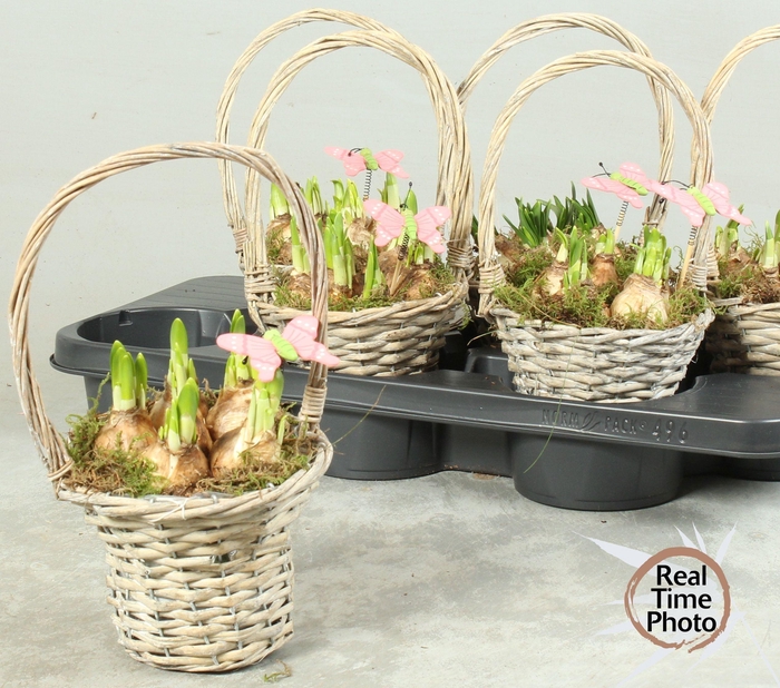 <h4>ARR NARCISSUS</h4>