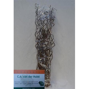 Coryl Av Contorta 100cm