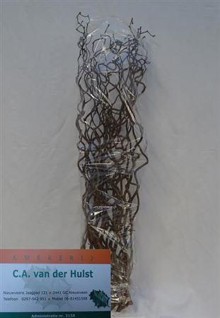 <h4>Coryl Av Contorta 100cm</h4>